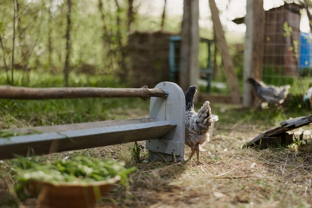 I giovani polli sani passano dalle mangiatoie alla fattoria con erba organica e mangime di mais per una migliore salute in natura