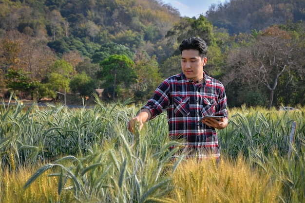 I giovani usano i computer portatili Ricerca di varietà di orzo in appezzamenti sperimentali, concetti agricoli e tecnologici.