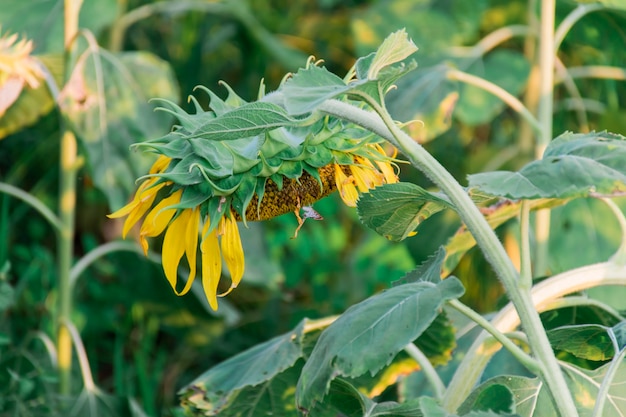 I girasoli chinano la testa al sole la sera dopo il tramonto.