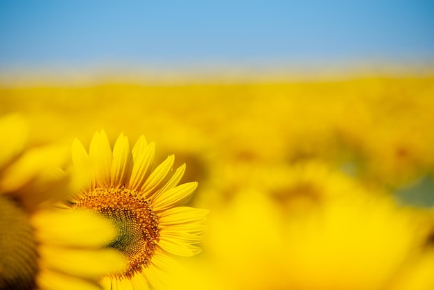 I girasoli fiorirono sotto il sole estivo Sfondo giallo softfocus