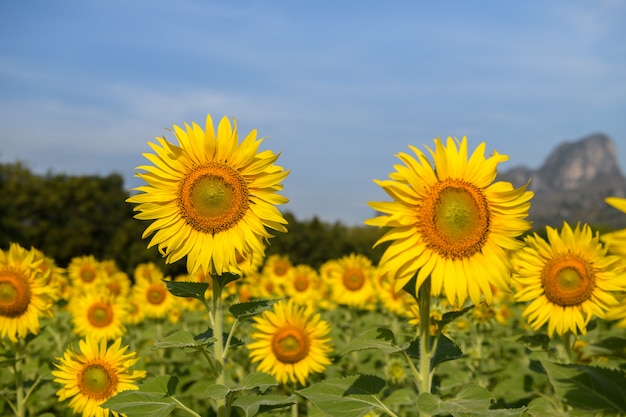 I girasoli fioriscono in azienda agricola e cielo blu