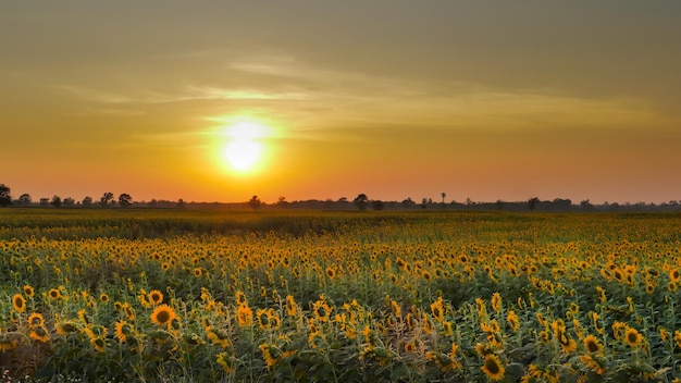 I girasoli fioriscono in campo al tramonto