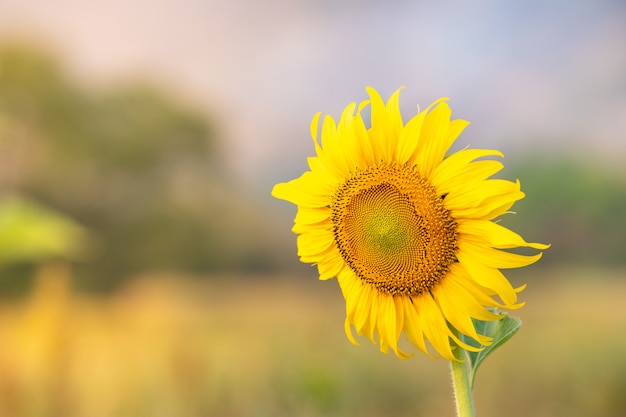 I girasoli fioriscono nel campo all'autunno.