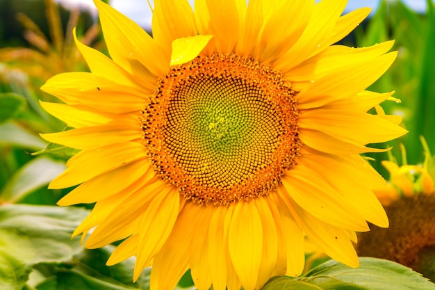I girasoli giallo brillante in piena fioritura in giardino per l'olio migliorano la salute della pelle e promuovono la rigenerazione cellulare