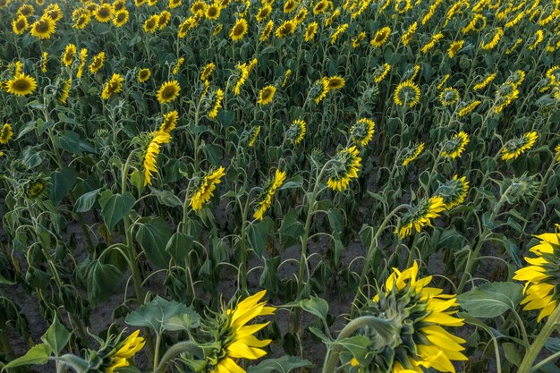 I girasoli giallo brillante in piena fioritura in giardino per l'olio migliorano la salute della pelle e promuovono la rigenerazione cellulare