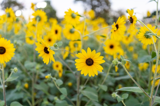 I girasoli in fiore sul campo in estate