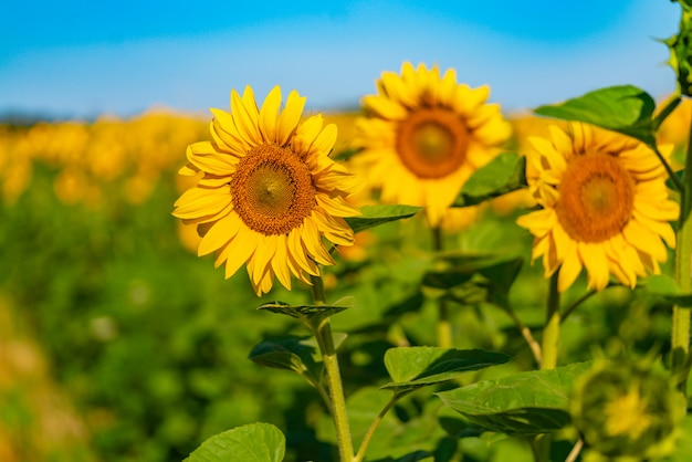 I girasoli maturano con tempo caldo in estate sul campo.