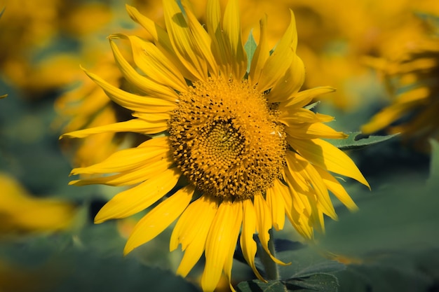 I girasoli popolari sono piantati come piante ornamentali, i girasoli sono piantati insieme densamente in un campo di girasoli.