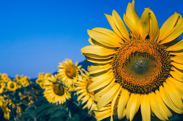 I girasoli popolari sono piantati come piante ornamentali, i girasoli sono piantati insieme densamente in un campo di girasoli.