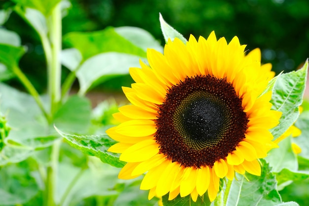 I girasoli si chiudono su ape a strisce gialle e nere che impollinano i girasoli da vicino