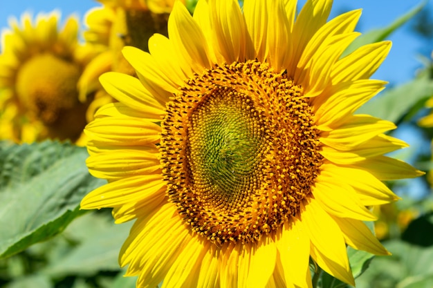 I girasoli si chiudono sull'agricoltura che coltiva il fuoco selettivo di concetto di agronomia dell'economia rurale