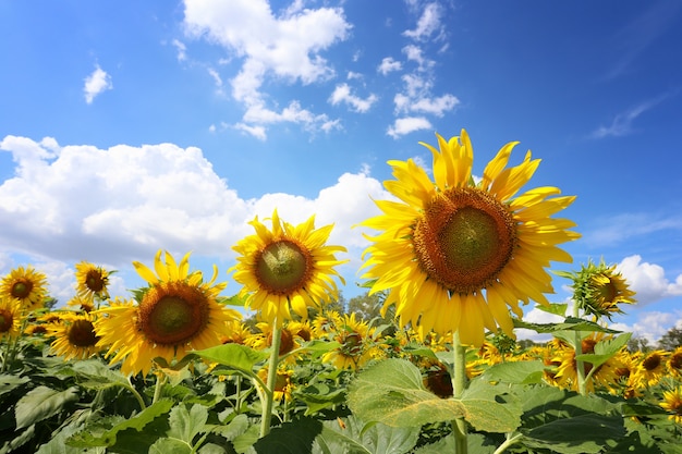 I girasoli stanno fiorendo su un cielo blu