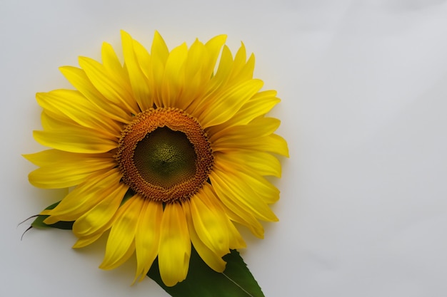 I girasoli su carta bianca combinano la bellezza con un'atmosfera allegra per lo sfondo