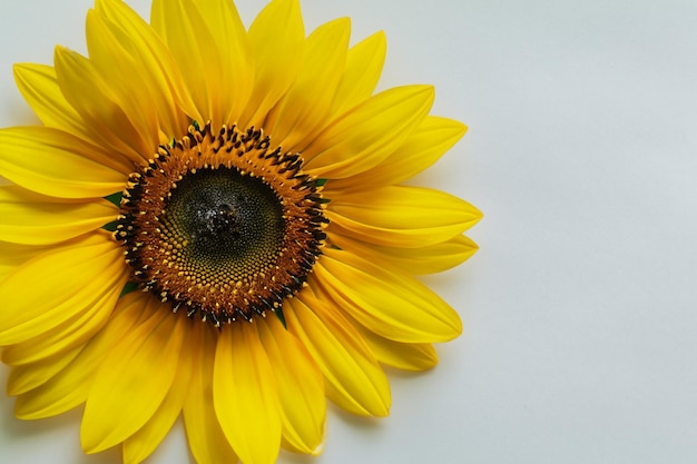 I girasoli su carta bianca combinano la bellezza con un'atmosfera allegra per lo sfondo