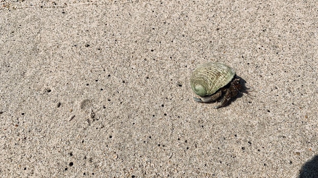 I granchi eremiti dalla forma unica camminano sulla spiaggia