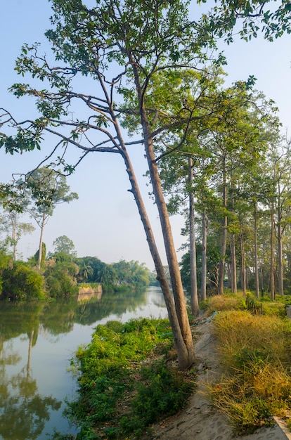 i grandi alberi vicino al fiume in Thailandia