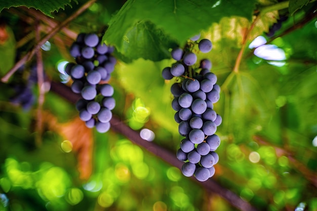 I grappoli d'uva sono appesi in giardino con un bellissimo sfondo naturale