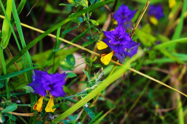 I graziosi Delphiniums si chiudono sul colpo in estate