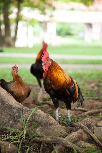 I greggi di pollo sono ingannevoli.