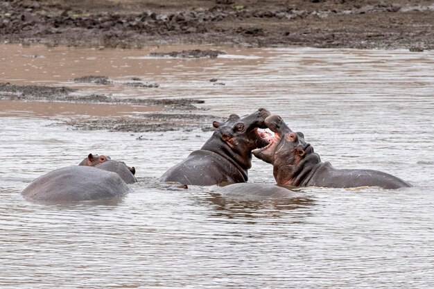 I ippopotami combattono nel parco Kruger in Sudafrica