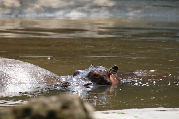 I ippopotami nello stagno dello zoo