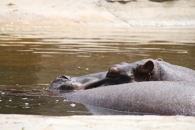 I ippopotami nello stagno dello zoo