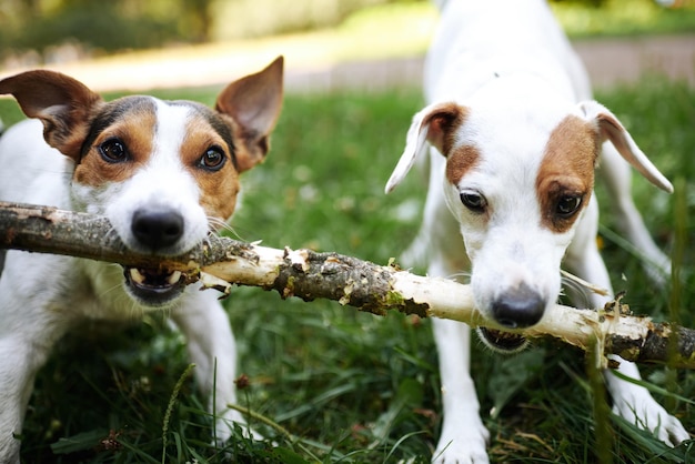 I Jack Russell litigano per il bastone