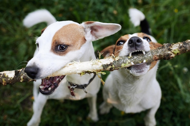 I Jack Russell litigano per il bastone