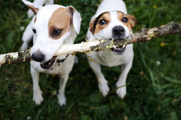 I Jack Russell litigano per il bastone