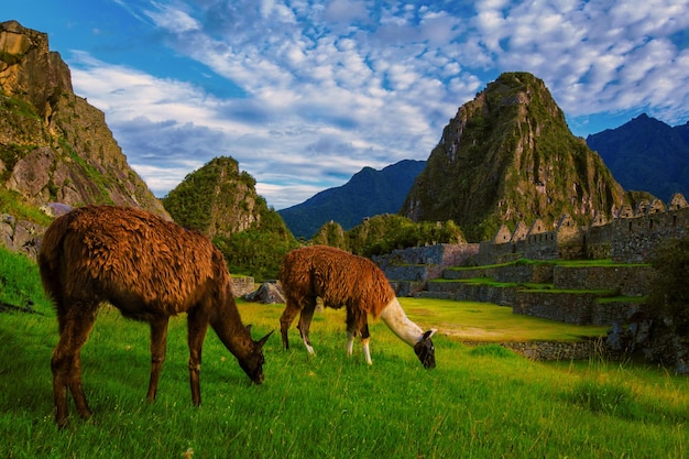 I lama in primo piano con il monte Huaynapicchu sullo sfondo Machupicchu Perù