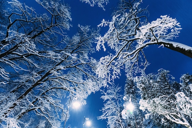 I lampioni illuminano il parco serale coperto di neve