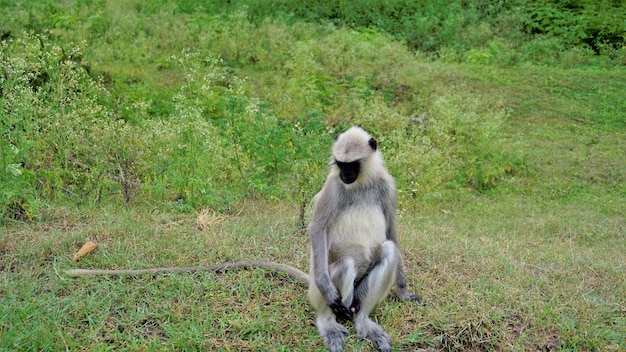 I langur grigi maschi solitari chiamati anche scimmie Hanuman o Semnopithecus seduti sul ciglio della strada nella foresta