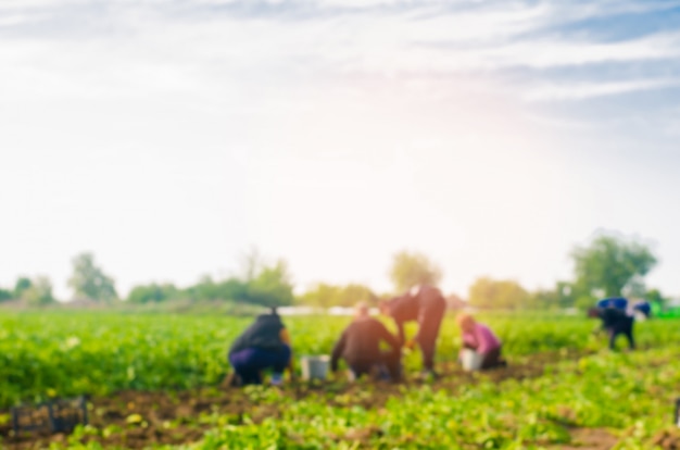 I lavoratori lavorano sul campo, raccolta, lavoro manuale, agricoltura, agricoltura, agroindustria