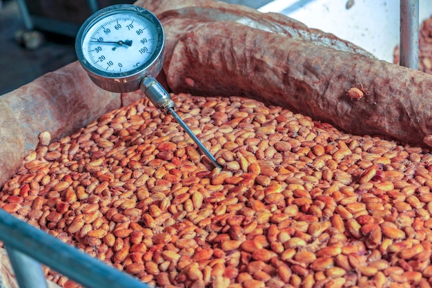 I lavoratori usano per misurare la temperatura delle fave di cacao fermentate