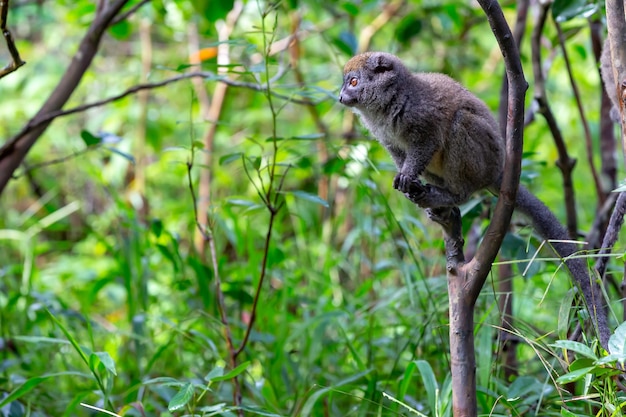 I lemuri di bambù divertenti su un ramo di un albero guardano i visitatori