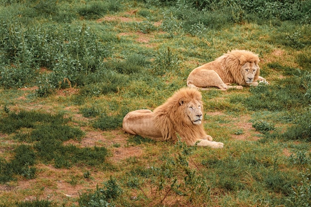 I leoni stanno riposando sull'erba