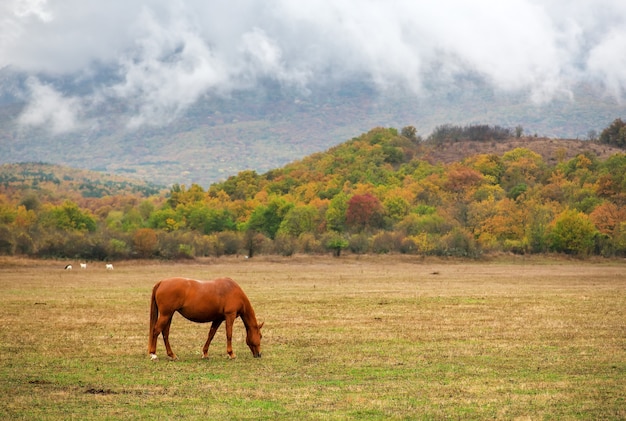 I lepri pascolano vicino alla montagna al pascolo in autunno.