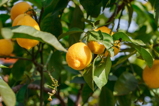 I limoni gialli maturano e crescono sui rami dell'albero tra le foglie verdi