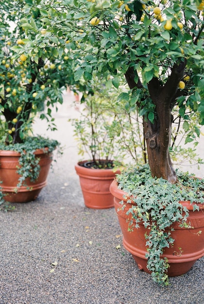 I limoni gialli pendono sui rami degli alberi verdi in vasche di argilla Lago di Como Italia