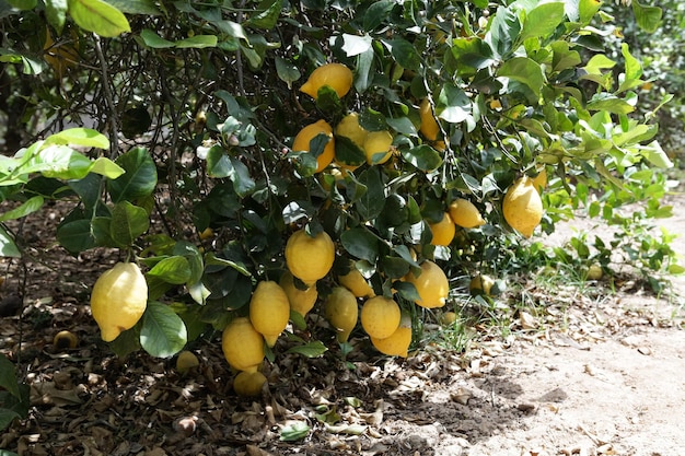 i limoni marciscono sugli alberi da frutto Problema della carenza di lavoratori stagionali e raccoglitori di frutta