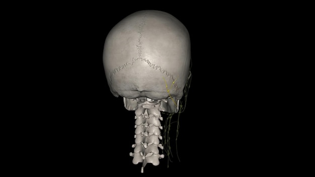 I linfonodi occipitali si trovano nella parte posteriore della testa vicino all'osso occipitale del cranio