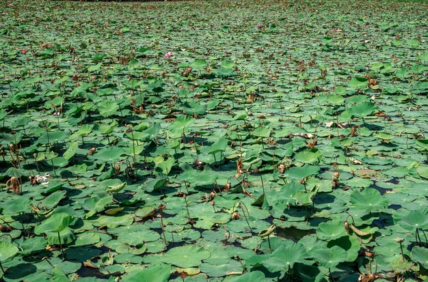 I loti hanno Il famoso loto nello stagno è sbiadito lo stagno è completamente ricoperto di fiori di loto che sono sbiaditi