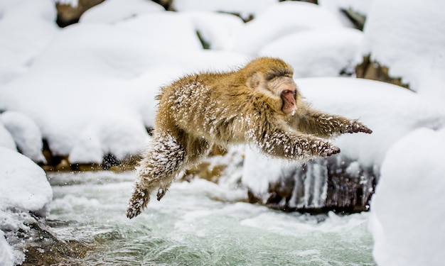 I macachi giapponesi stanno saltando attraverso un piccolo fiume. Giappone. Nagano. Parco delle scimmie di Jigokudani.