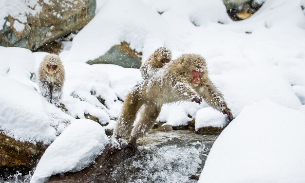 I macachi giapponesi stanno saltando attraverso un piccolo fiume