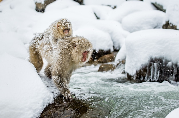 I macachi giapponesi stanno saltando attraverso un piccolo fiume