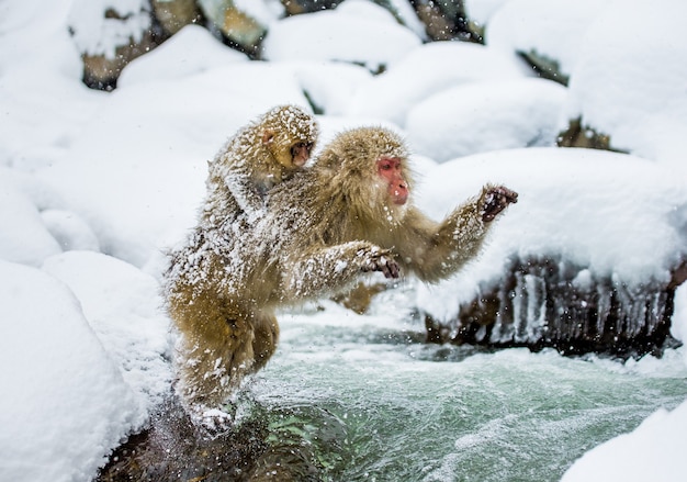 I macachi giapponesi stanno saltando attraverso un piccolo fiume