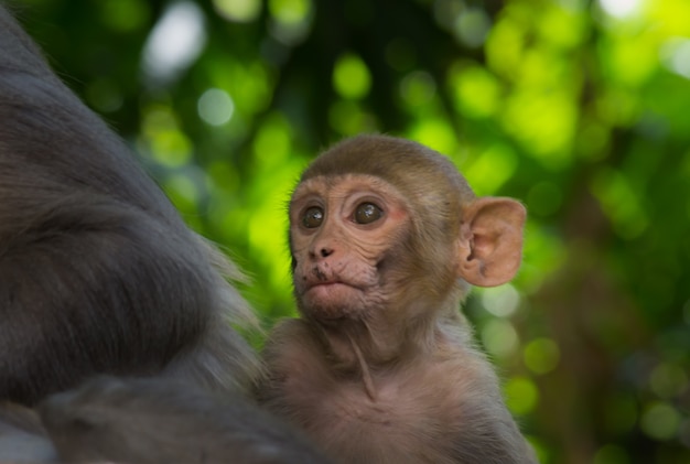 I macachi Rhesus sono familiari primati marroni con facce rosse e muso con facce espressive