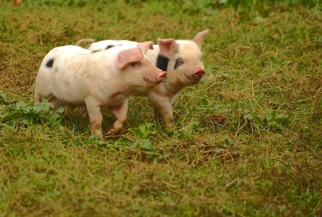 I maiali camminano sul campo