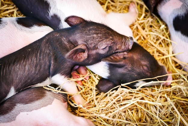 I maialini appena nati in un allevamento di maiali