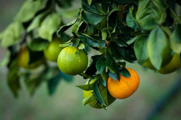 I mandarini arancioni e verdi crescono su un albero.